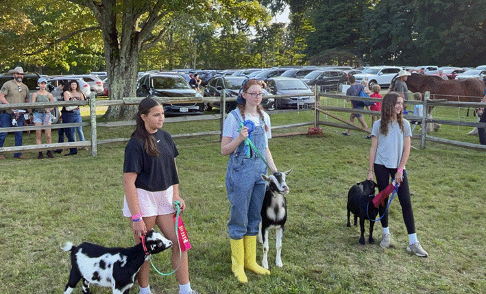Livestock show display