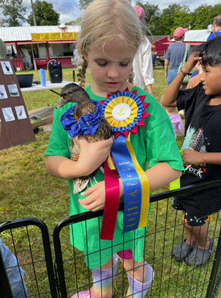Poultry show display